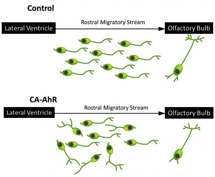 Researchers Uncover How Environmental Pollutant Dioxin Alters Brain Development in Mice