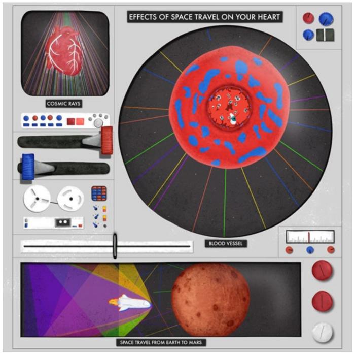 Multiple simulated spaceflight stressors impact cardiac fibrosis, calcium dynamics, immune function, cytokines and gene variants in rat, Rattus norvegicus