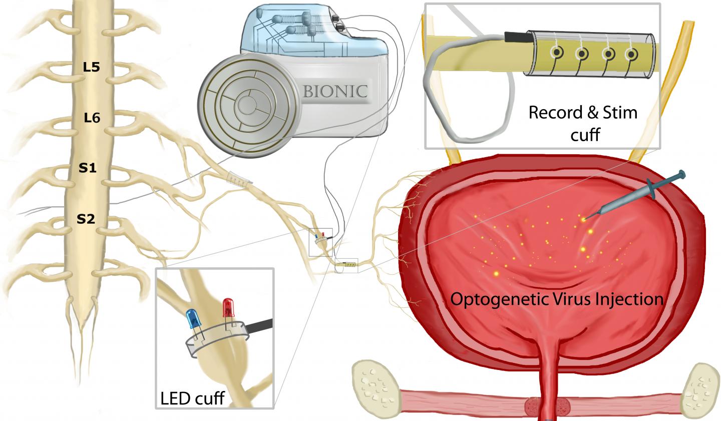 BIONIC Graphic