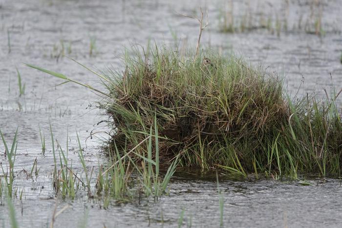 Southern dunlin in floodwaters