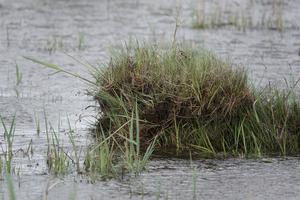 Southern dunlin in floodwaters
