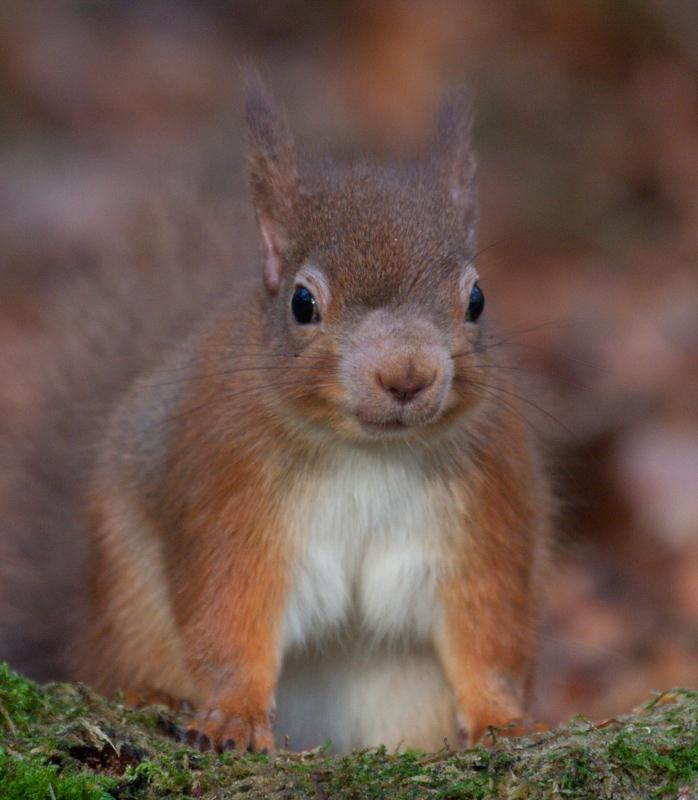 Human Leprosy Found in British Red Squirrels (5 of 10)
