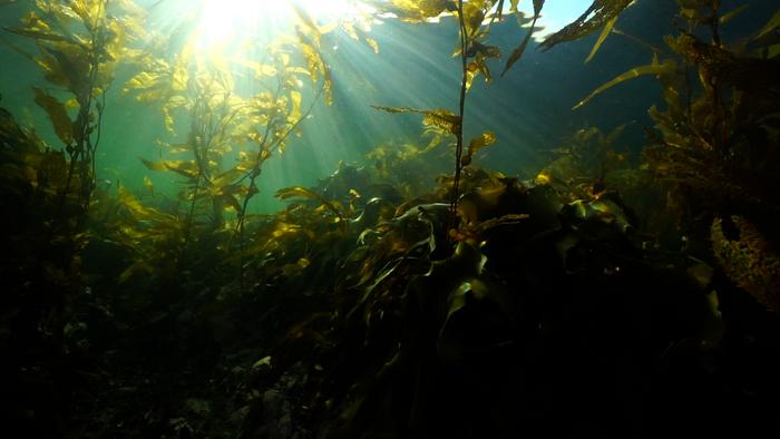 Marine expedition at Intuil Bay
