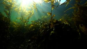 Marine expedition at Intuil Bay