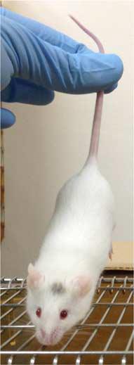 'Flexible' Sex Determination in Japanese Endangered Rats (3 of 5)
