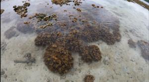 New study reveals how corals teach their offspring to beat the heat
