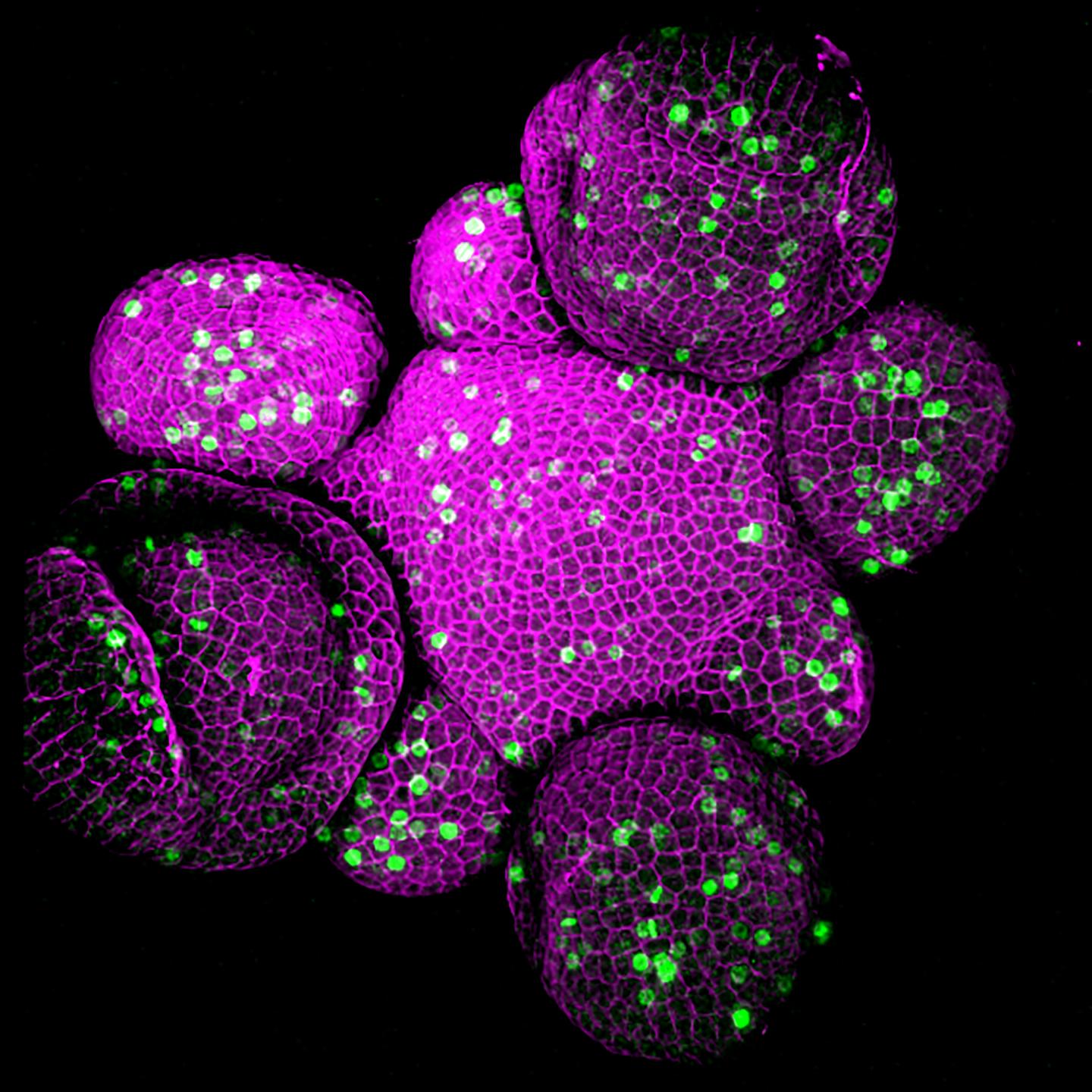 Confocal microscopy image of an Arabidopsis thaliana shoot apical meristem
