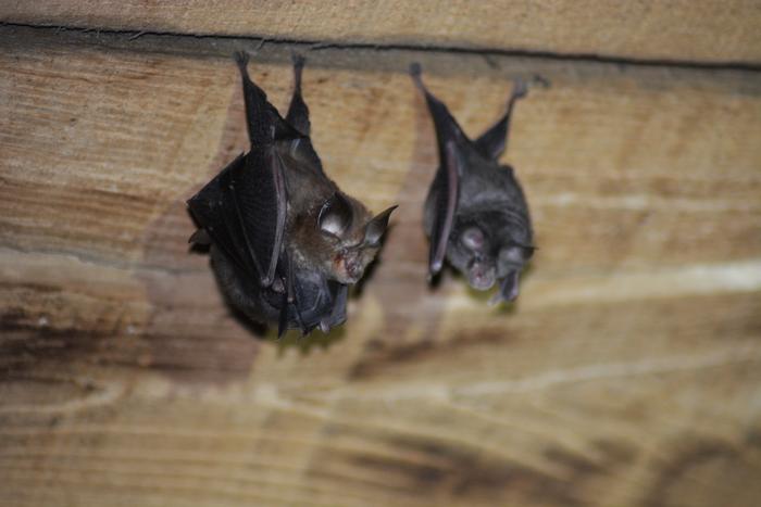 Pest consumption by common bats in diverse landscapes
