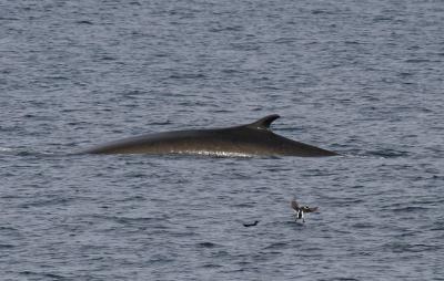 Fin Whale