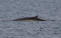 Fin Whale