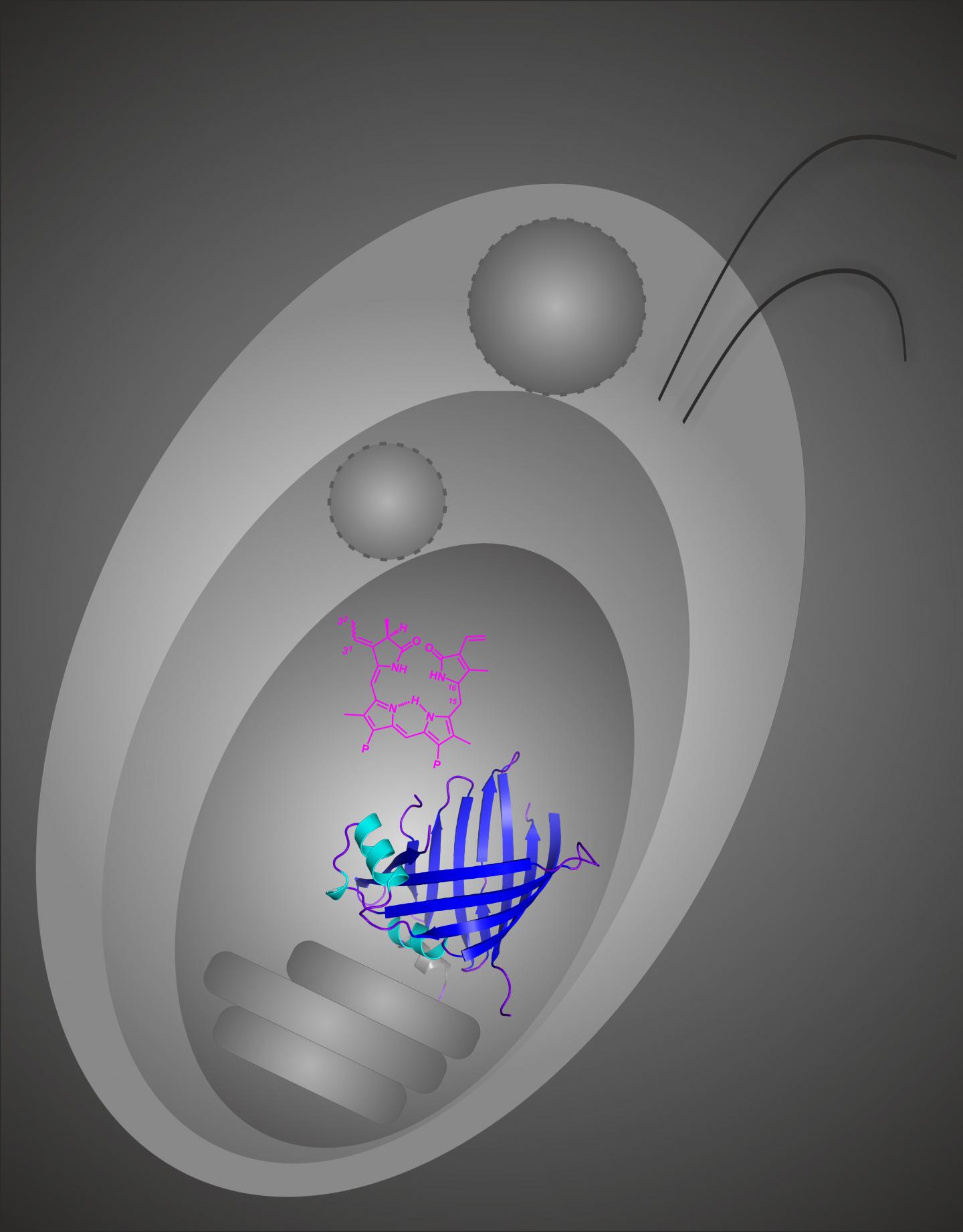 Diagram of a Cryptophyte Cell