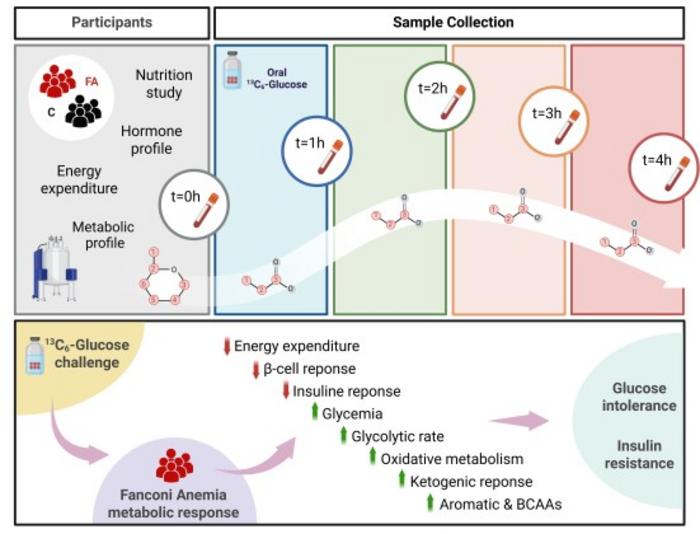 Metabolic Inflexibility in Fanconi anemia