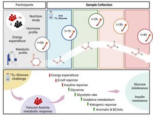 Metabolic Inflexibility in Fanconi anemia