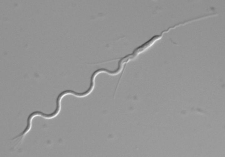 <i>Macrostomum lignano</i>