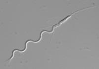 <i>Macrostomum lignano</i>