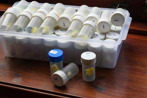 Tubes of flowers
