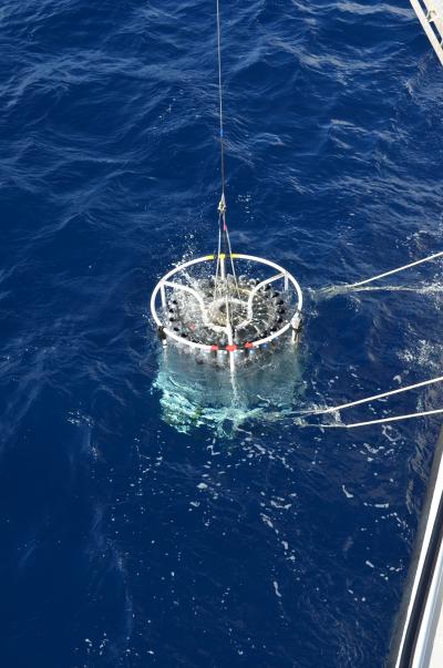 Bacterial Buds Abundant in the Oceans (1 of 4)
