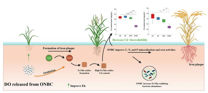 An oxygen-nanobubble-loaded biochar for cadmium stabilization in contaminated paddy soil