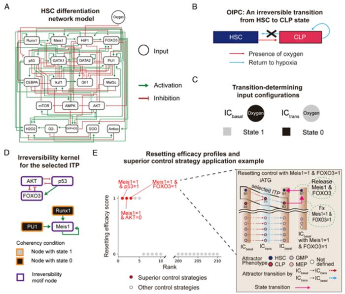 KAIST Develops Core Technology to Reverse Biological Changes Once Thought Irreversible, Opening New Possibilities for Aging and Cancer Research