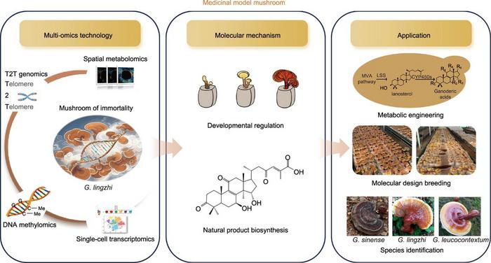 A comprehensive framework for utilizing G. lingzhi as a medicinal model mushroom, integrating multi-omics technologies, molecular mechanisms, and practical applications.