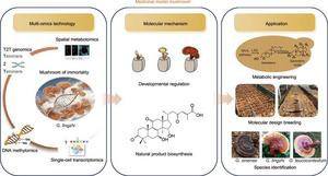 A comprehensive framework for utilizing G. lingzhi as a medicinal model mushroom, integrating multi-omics technologies, molecular mechanisms, and practical applications.