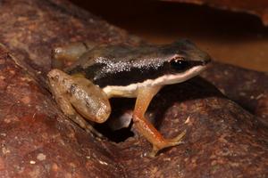 Dryadobates bokermanni, which lives in southern Bahia, is one of seven described species of the same genus, which may have 13 in total
