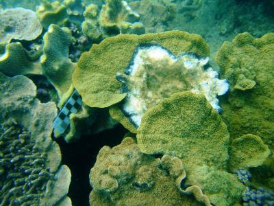 Coral Black Band