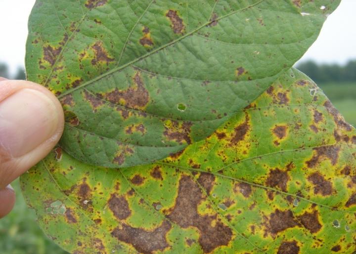 Septoria Brown Spot in Soybean