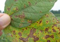 Septoria Brown Spot in Soybean