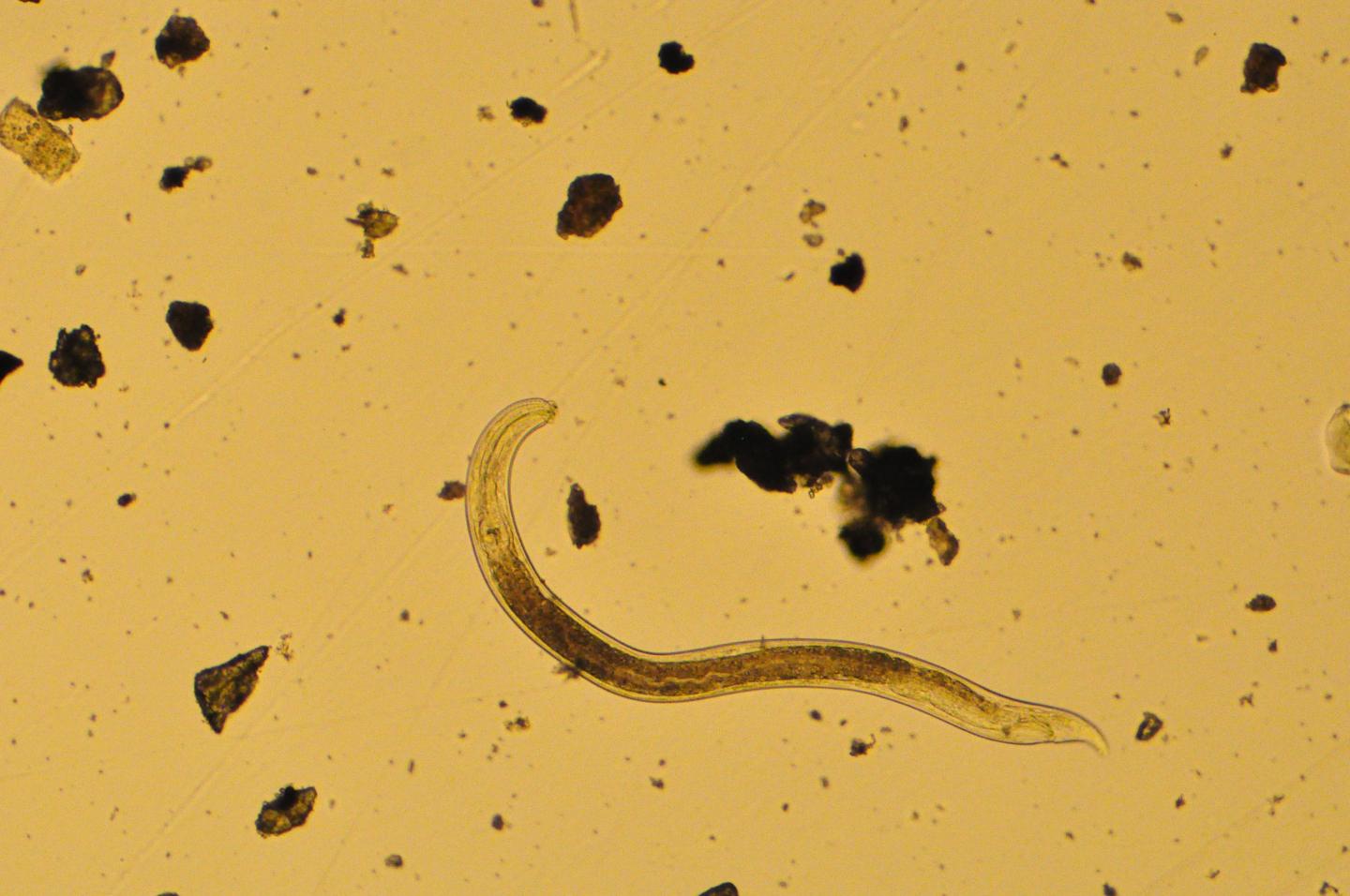 Nematode