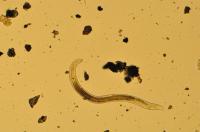 Nematode