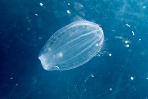 Comb jelly