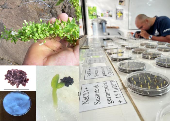 Collection, sorting, disinfection, and laboratory germination trials of Galvezia leucantha subsp. leucantha seeds.