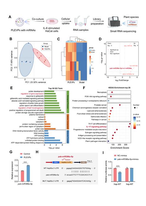 Fig. 3. Small RNA sequencing reveals differential miRNA expression in IL-6-stimulated HaCaT cells treated with PLEVPs.