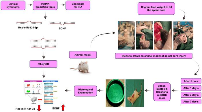 MicroRNA-124-3p and Brain-derived Neurotrophic Factor in Rat Spinal Cord Injury: Inverse Expression Pattern