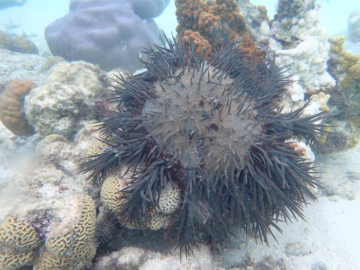 A crown-of-thorns starfish