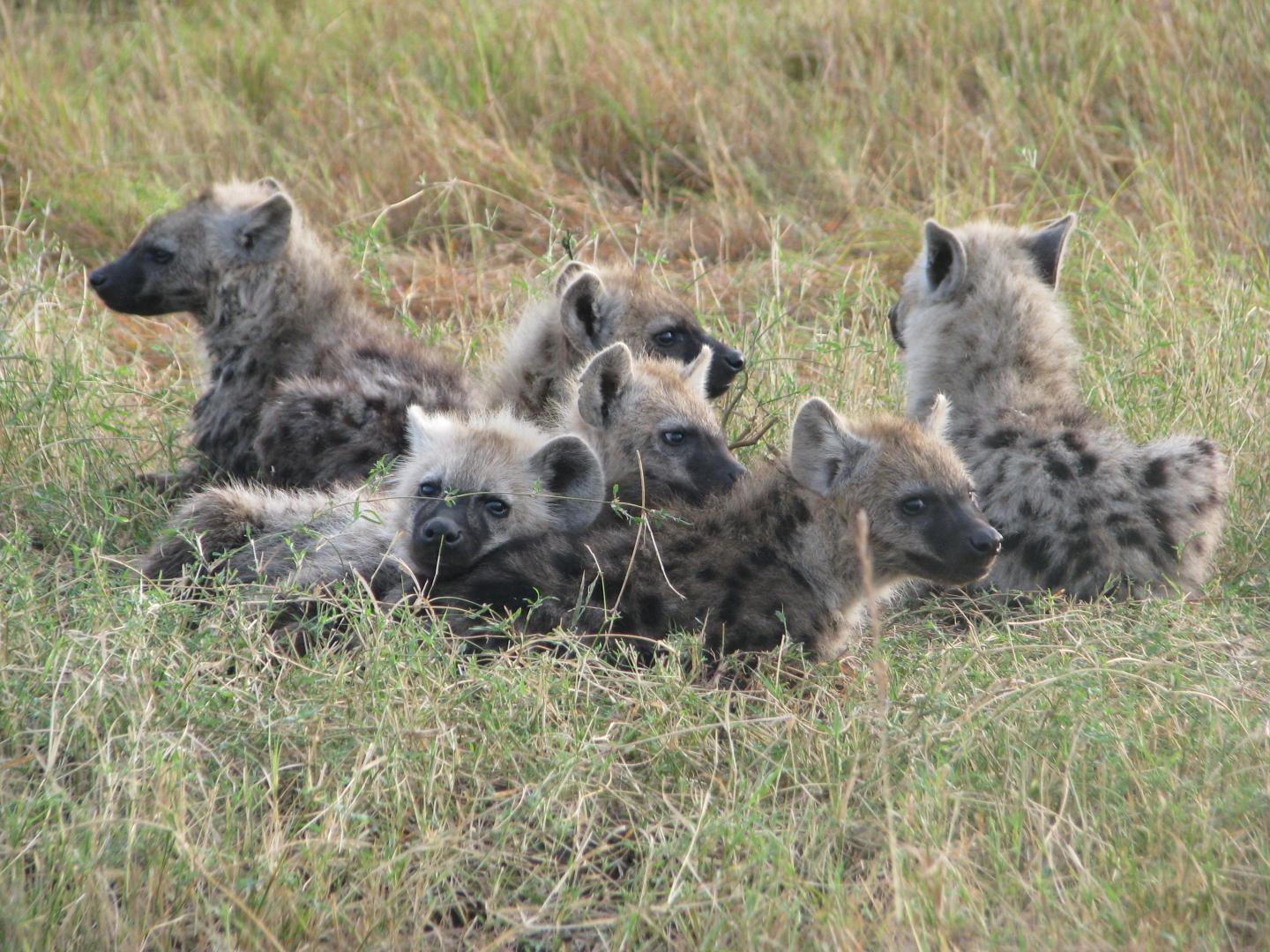 The Networked Hyena