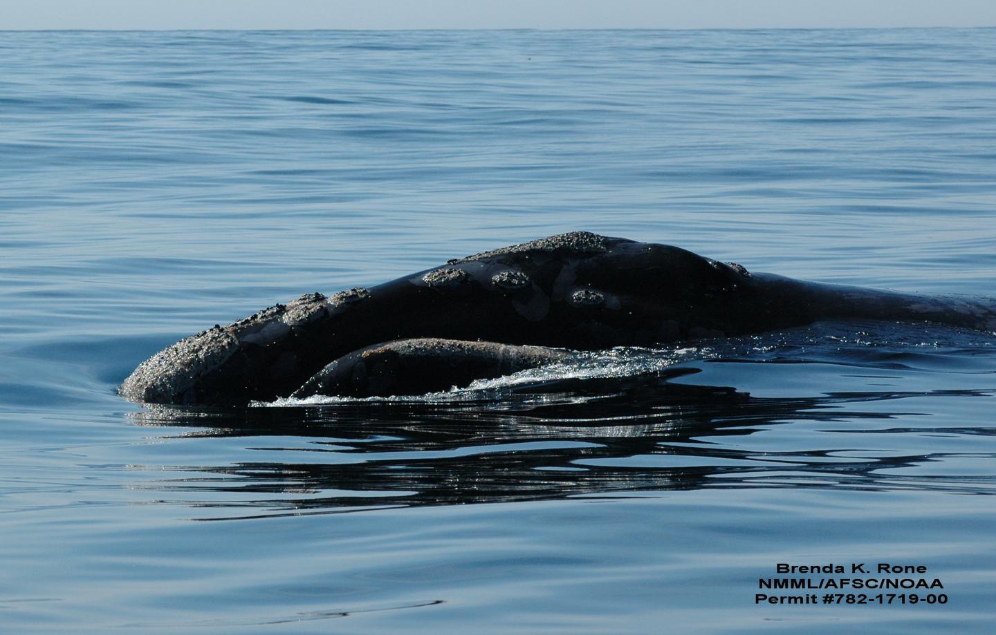 North Pacific Right Whale