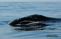 North Pacific Right Whale