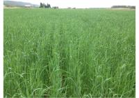 Winter Rye