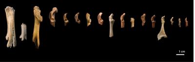 Bones From Extinct Birds