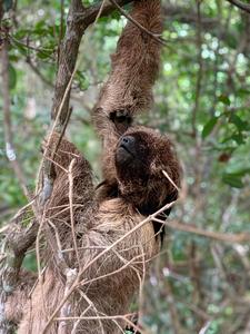 Southern Maned Sloth (Bradypus crinitus)