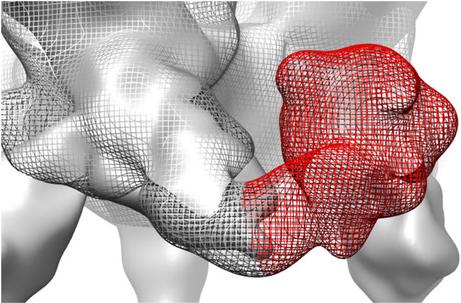 Electron Microscopes Give New View of HIV Env Protein