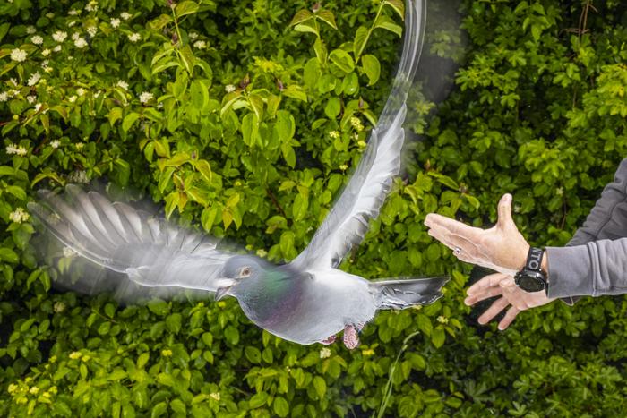 Pigeon release