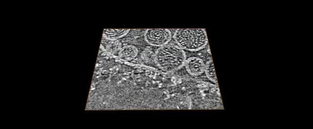 3-D Rendering of Virus Replication Spherule