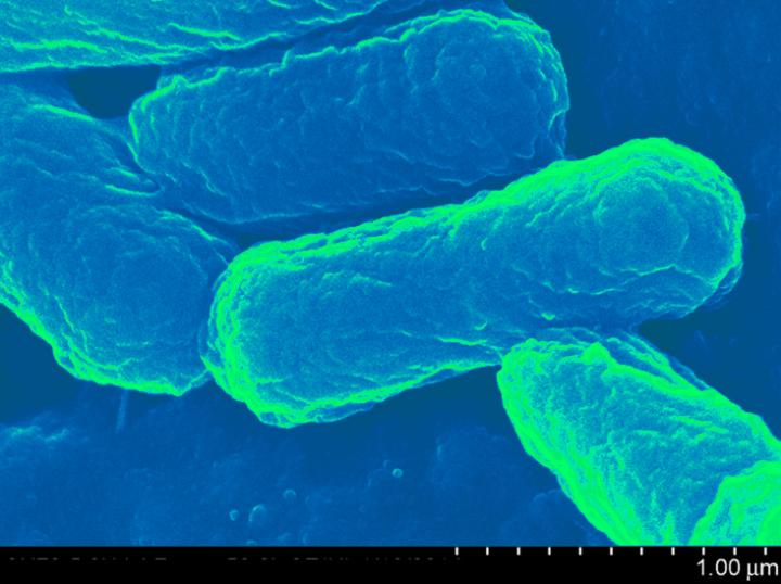 <em>E. coli</em>-based Transport Capsule for Next-gen Vaccines