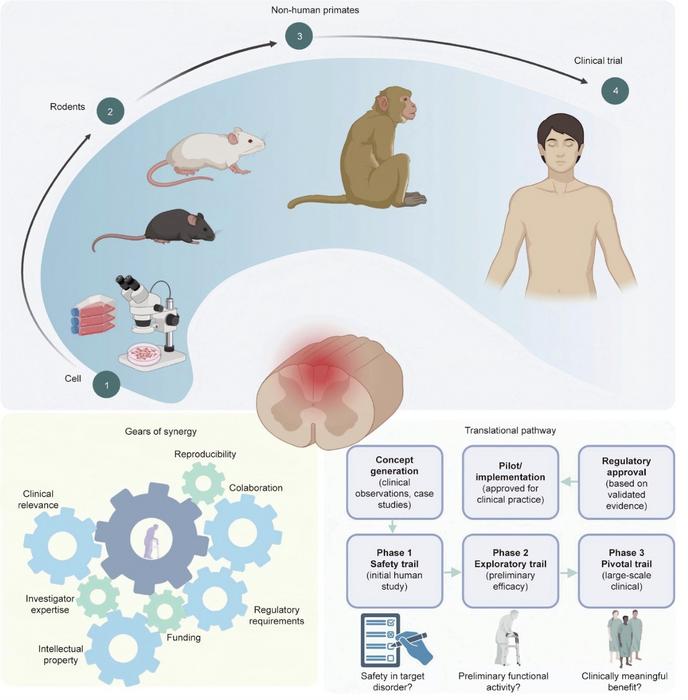 Translational pathway for SCI research.