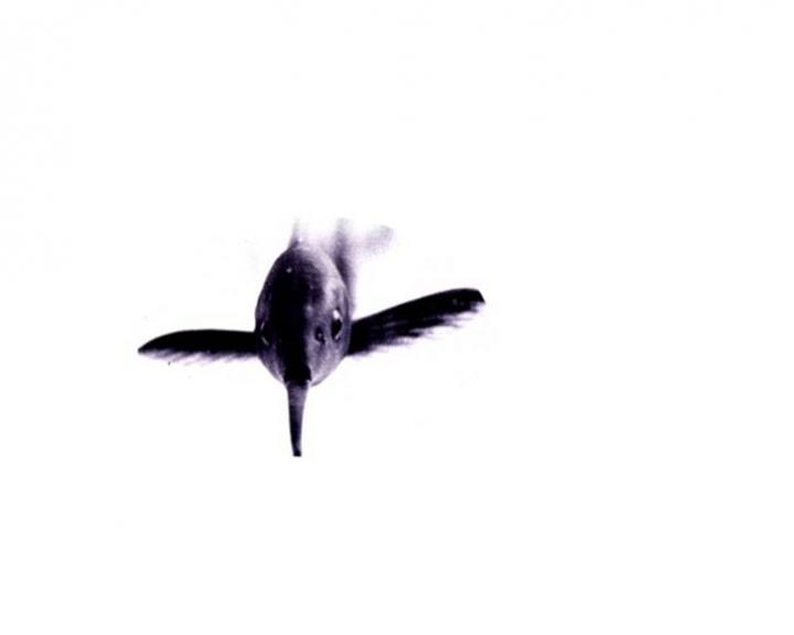 Electric Elephant-Nose Fish