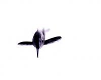 Electric Elephant-Nose Fish