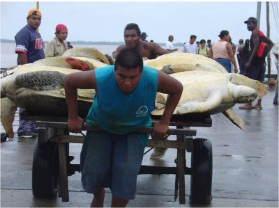 Green Turtle Fishery